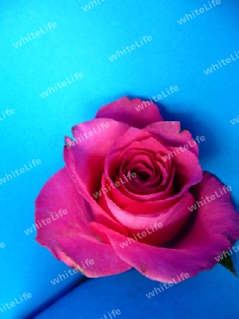 pinke Rose 2