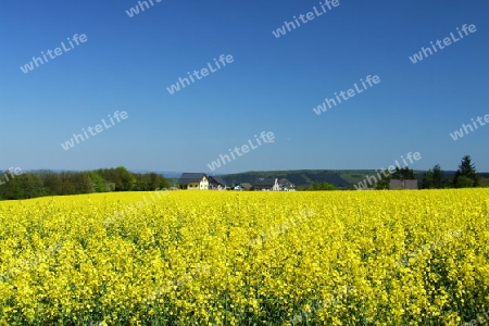 Rapsfeld im Hunsr?ck