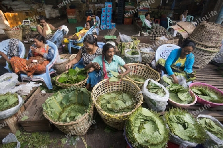 Betel nut at a Market near the City of Yangon in Myanmar in Southeastasia.