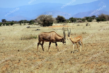 Safari