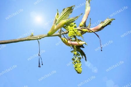 Leaf shoots in spring