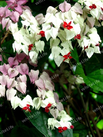 Losbaum - Clerodendrum thomsoniae