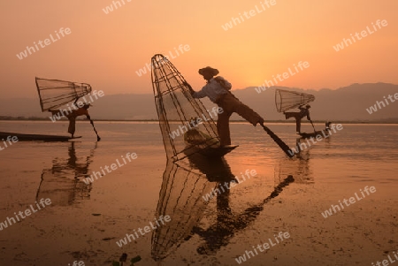 Fishermen at sunrise in the Landscape on the Inle Lake in the Shan State in the east of Myanmar in Southeastasia.