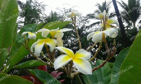 Plumeria