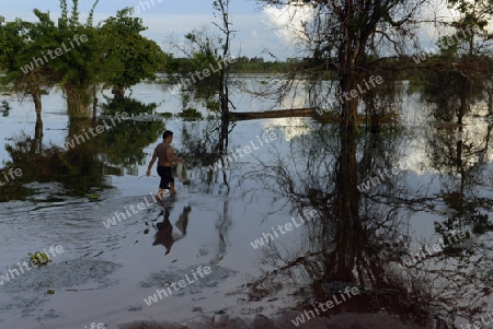 Ein Fischer in einer Lagune bei Khong Chiam in der Umgebung von Ubon Ratchathani im nordosten von Thailand in Suedostasien.