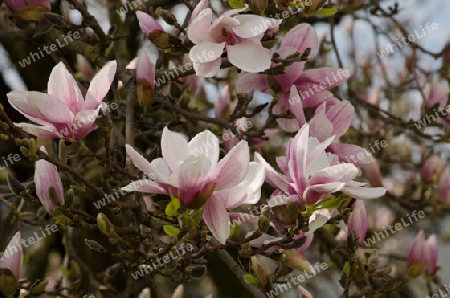 rosa Magnolien-Bl?ten