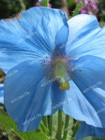 Blaue Blume