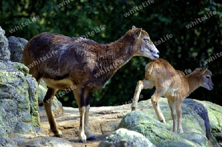 Steinbockmutter mit Jungtier