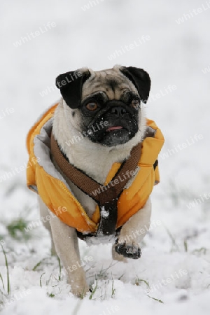 Mops im Schnee