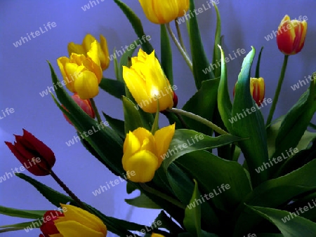 Tulpen