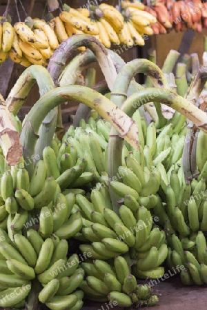 a big Banana Shop in a Market near the City of Yangon in Myanmar in Southeastasia.