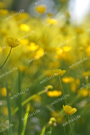 Blumenwiese