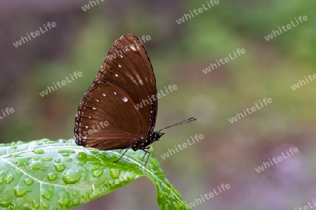 Malayische Eierfliege (Hypolimnas anomala) 