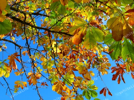 Kastanienlaub im Herbst