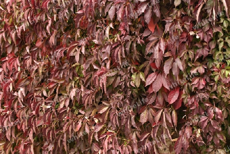 Leafs on a wall