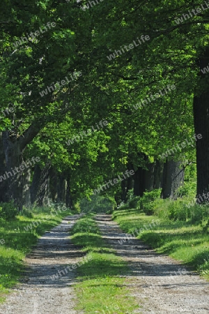 idyllische Allee mit alten Eichen (Quercus), Hessen, Deutschland