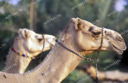 a camel in the city of Dubai in the Arab Emirates in the Gulf of Arabia.