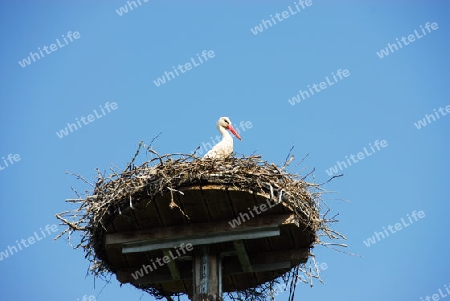 Wei?storch bei der Brut