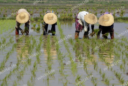 Rice farmers plant rice in a ricefield at the city of Nyaungshwe at the Inle Lake in the Shan State in the east of Myanmar in Southeastasia.