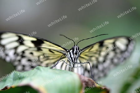 Schmetterling