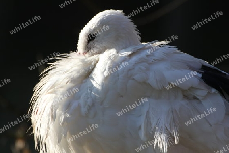 Wei?storch