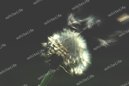 Pusteblume