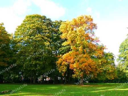 Herbst im Park