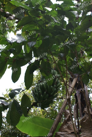 Bananenstaude auf Bali