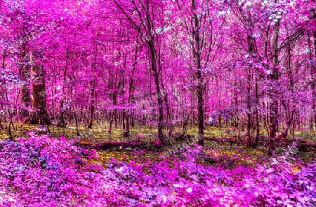 Beautiful pink and purple infrared panorama of a countryside landscape with a blue sky.