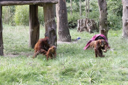 Orang Utan - Pongo pygmaeus