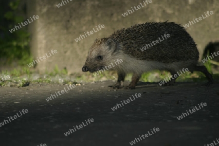 Igel