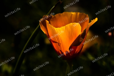 Mohn im Licht