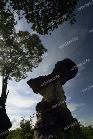 Die Landschaft und Pilzfoermigen Steinformationen im Pha Taem Nationalpark in der Umgebung von Ubon Ratchathani im nordosten von Thailand in Suedostasien.