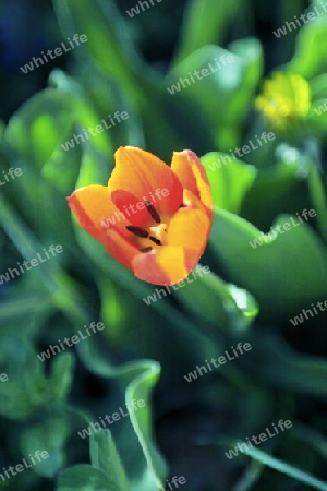 Tulpe, rot