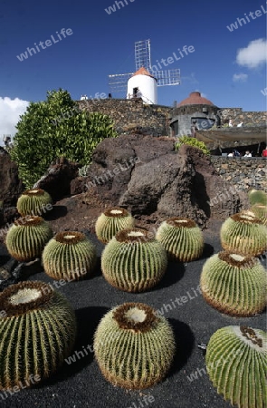 The Cactus Garden in the village of Guatiza on the Island of Lanzarote on the Canary Islands of Spain in the Atlantic Ocean. on the Island of Lanzarote on the Canary Islands of Spain in the Atlantic Ocean.
