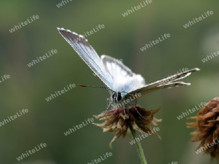 Schmetterling