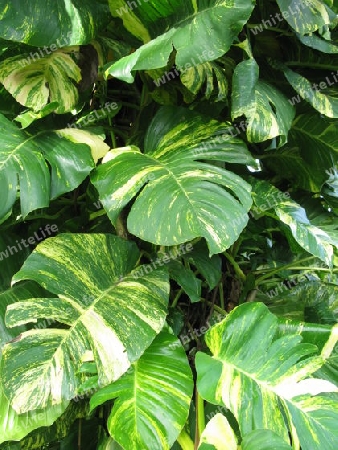 Philodendron, Dominikanische Republik