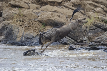 Streifengnus, Wei?bartgnus (Connochaetes taurinus), Gnus, springen in   Mara Fluss, Gnu-Migration, Masai Mara, Kenia, Afrika