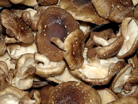 Shiitake