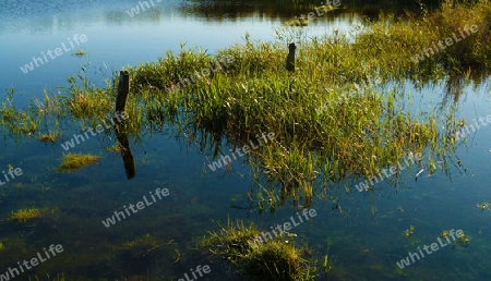 Flooded meadow at fantastic weather - ?berschwemmte Wiese bei traumhaften Wetter