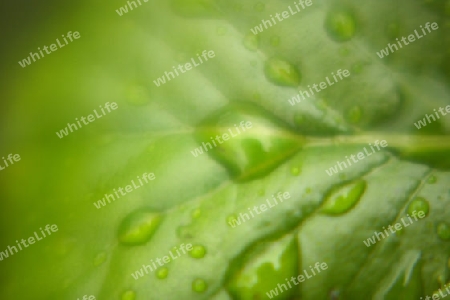 Ein blatt nach dem Regen