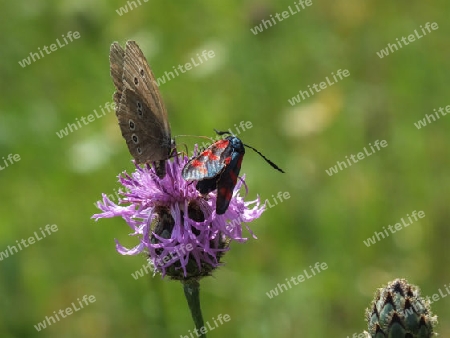 Blutstroepfchen,Sechsfleck-Widderchen