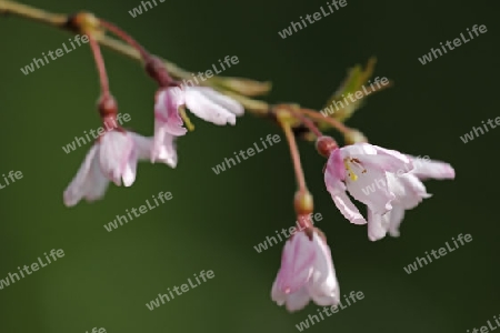 Kirchbl?te ( Prunus subhirtella) Berlin, Deutschland, Europa