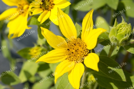 Sonnenblumen, Helianthus annuus