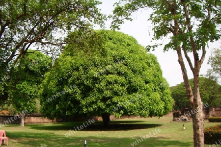 Baum-Schatten