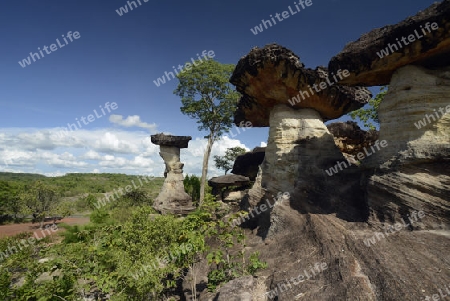 Die Landschaft und Pilzfoermigen Steinformationen im Pha Taem Nationalpark in der Umgebung von Ubon Ratchathani im nordosten von Thailand in Suedostasien.