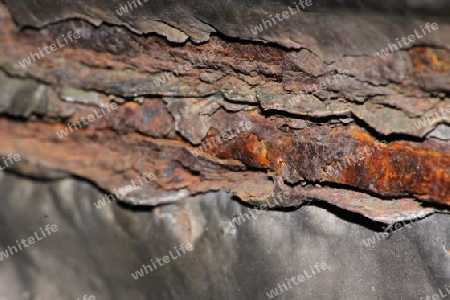 Rost