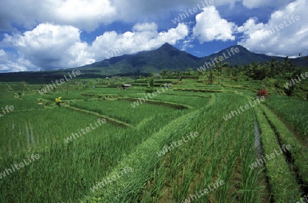 Die Reisfelder in Zentral Bali bei Tegalalang noerdlich von Ubud auf der Insel Bali in Indonesien.