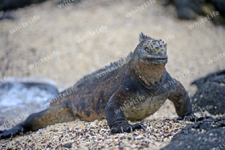 Meerechse (Amblyrhynchus cristatus), Unterart der Insel Isabela, Puerto Villamil,  Galapagos , Unesco Welterbe, Ecuador, Suedamerika