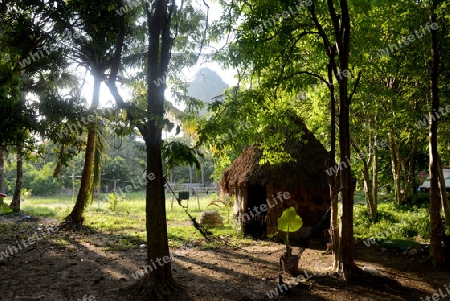 a smal House of a Hotel worker he Hat Phra Nang Beach at Railay near Ao Nang outside of the City of Krabi on the Andaman Sea in the south of Thailand. 